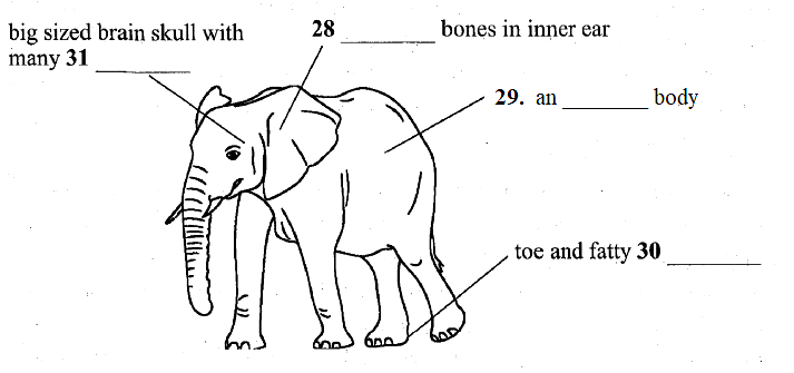 Elephant Communication - Ielts reading recent actual test