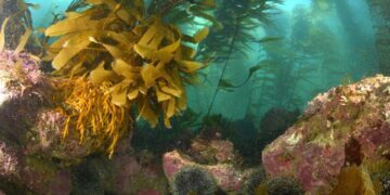 New Zealand Seaweed