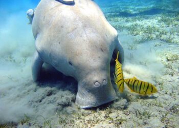 The dugong: Sea cow