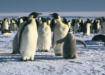 The last March of the Emperor Penguins