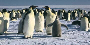 The last March of the Emperor Penguins