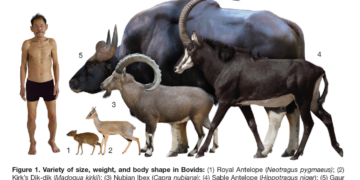 Bovid