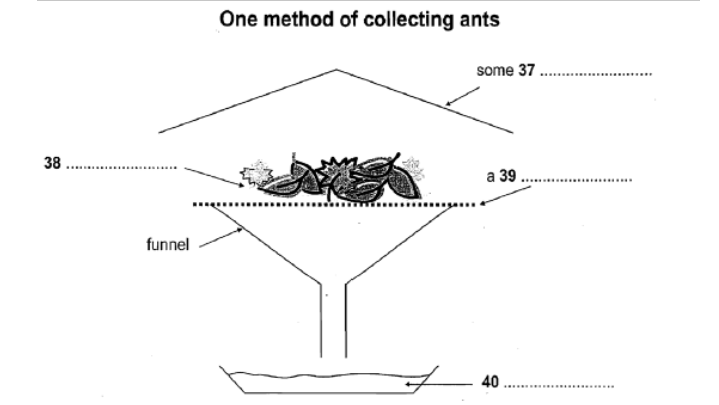 ielts-reading-collecting-ant-speciments