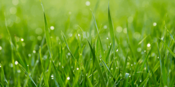 The-Extinct-Grass-in-Britain