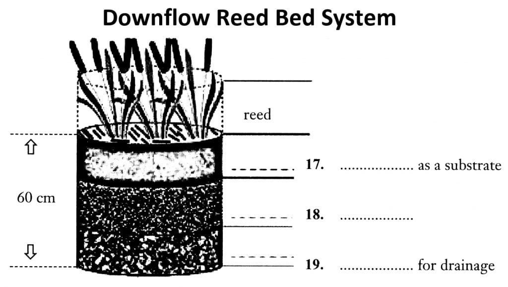 Water Treatment: Reed Bed