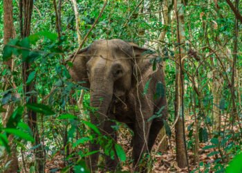 Changes in number of Asian elephants between 1994 and 2007