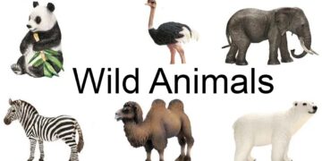 a wild animal