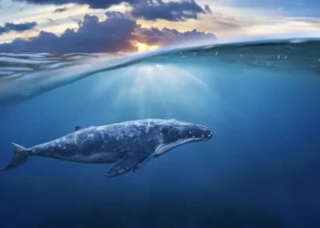 describe-an-animal-that-lives-in-the-water
