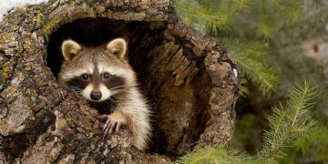describe-an-interesting-animal-you-know-about