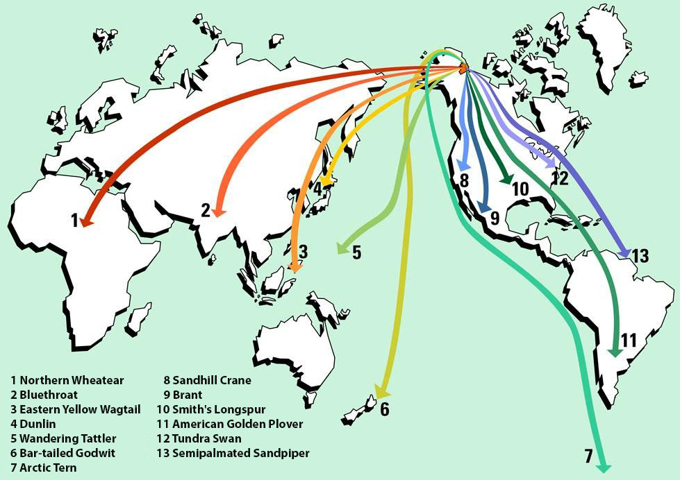 Bird Migration