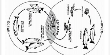 Life cycle of a salmon from egg to adult fish