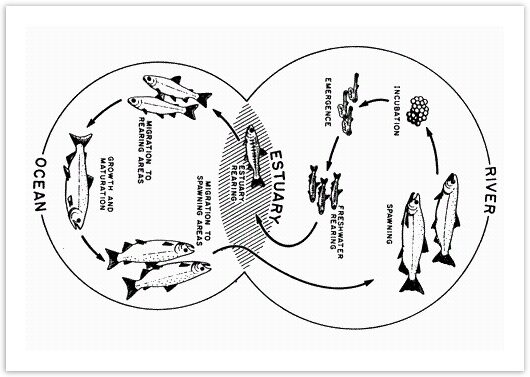 Life cycle of a salmon from egg to adult fish