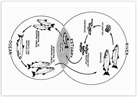 Life cycle of a salmon from egg to adult fish - 9IELTS