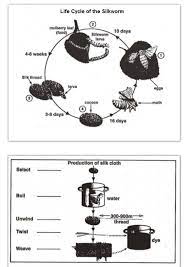 Life cycle of the silkworm and the stages in silk production