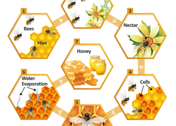 The diagram illustrates how bees produce honey