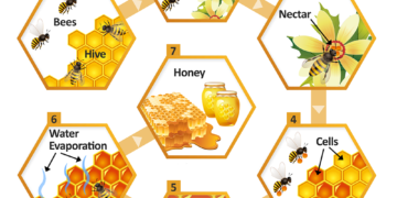 The diagram illustrates how bees produce honey