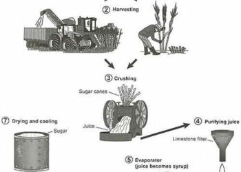 how-sugar-is-produced-from-sugar-cane