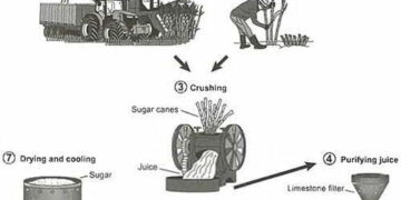 how-sugar-is-produced-from-sugar-cane