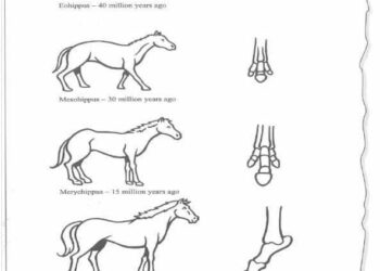 the-development-of-the-horse