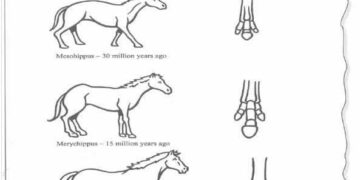the-development-of-the-horse