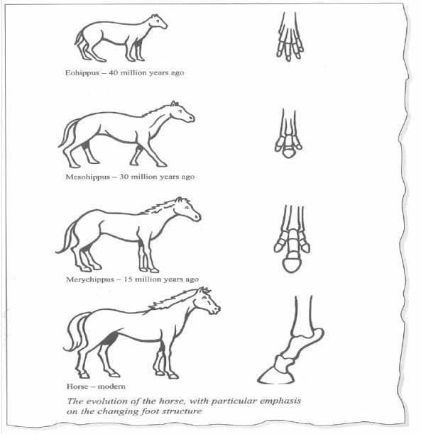 the-development-of-the-horse