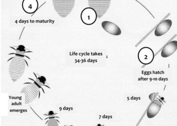 the-life-cycle-of-a-honey-bee