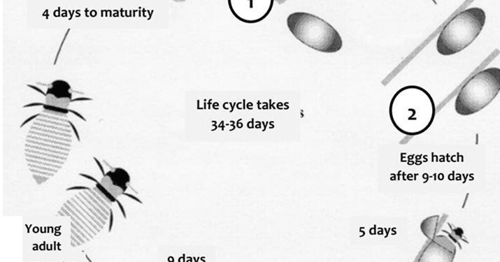 the-life-cycle-of-a-honey-bee