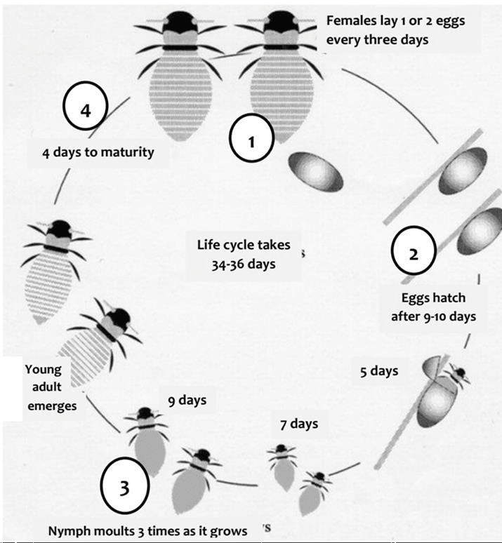 The diagram shows the life cycle of a honey bee - 9IELTS