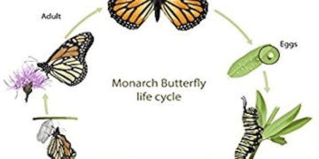 the-life-cycle-of-a-monarch-butterfly