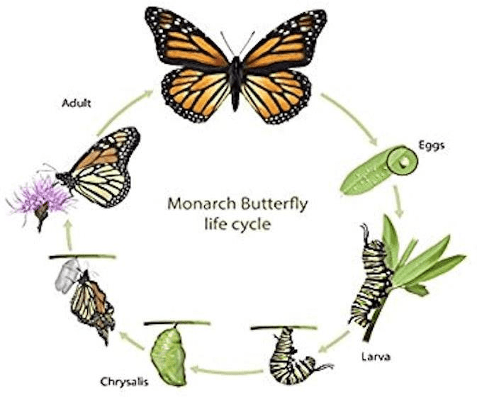 the-life-cycle-of-a-monarch-butterfly
