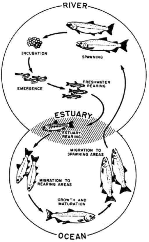 the-life-cycle-of-a-salmon