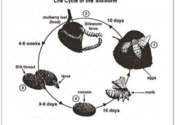 the-life-cycle-of-the-silkworm