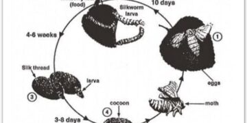 the-life-cycle-of-the-silkworm