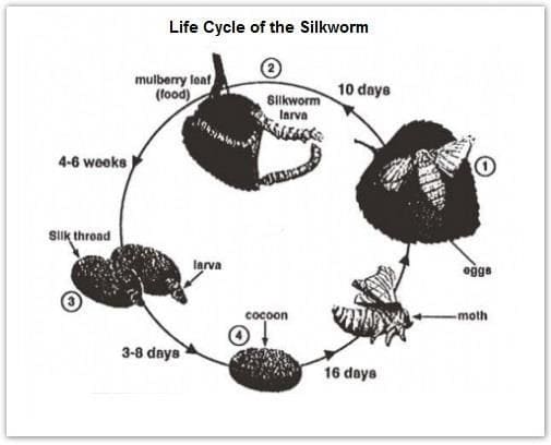 the-life-cycle-of-the-silkworm